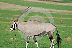 Gemsbok African Antelope