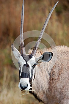 Gemsbok African Antelope photo