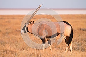 Gemsbok antelope