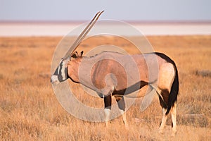 Gemsbok antelope photo