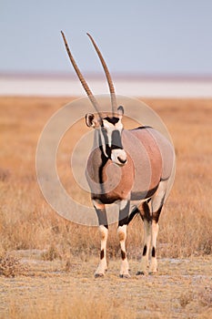 Gemsbok antelope photo