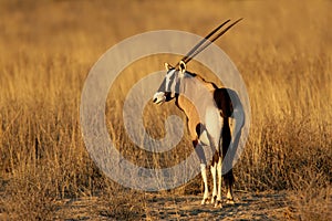 Gemsbok antelope