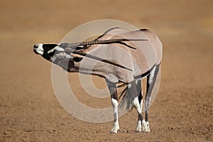 Gemsbok antelope