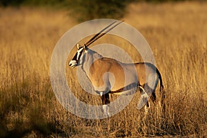 Gemsbok antelope