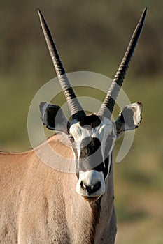 Gemsbok antelope