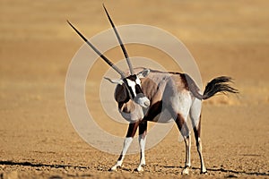 Gemsbok antelope