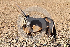 Gemsbok Antelope