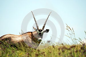 Gemsbok antelope