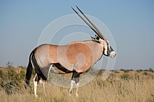 Gemsbok antelope