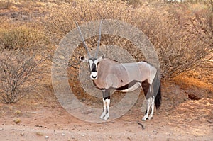 Gemsbok Antelope in Africa