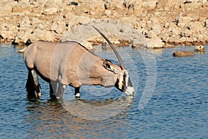 Gemsbok antelope drinking