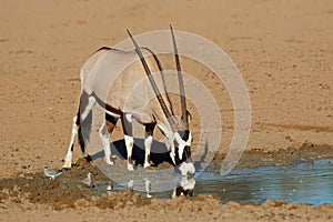 Gemsbok antelope drinking water - Kalahari desert