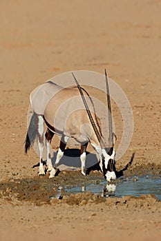 Gemsbok antelope drinking water - Kalahari desert