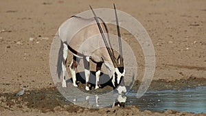 Gemsbok antelope drinking water - Kalahari desert