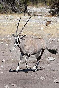 Gemsbok Antelope - Etosha - Namibia