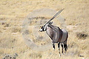 Gemsbok antelope, Etosha National Park