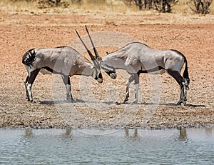 Gemsbok Antelope Fighting