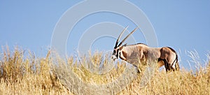 Gemsbok antelope grazing in the Kalahari