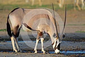 Gemsbok antelope, Kalahari desert, South Africa photo