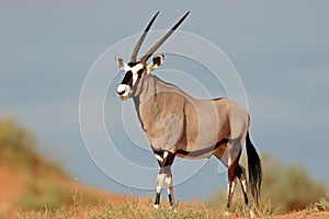 Gemsbok antelope, Kalahari desert, South Africa photo