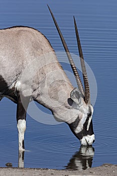 Gemsbok Antelope - Namibia - Africa