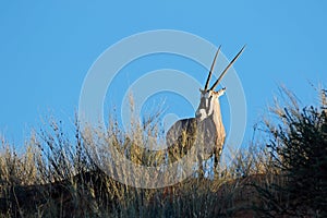 Gemsbok antelope in natural habitat