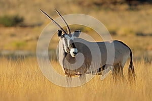 Gemsbok antelope in natural habitat