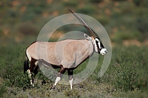 Gemsbok antelope in natural habitat