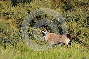 Gemsbok antelope in natural habitat, Mokala National Park, South Africa