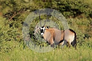 Gemsbok antelope in natural habitat, Mokala National Park, South Africa