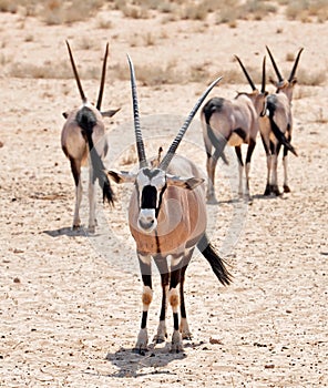 Gemsbok Antelope (Oryx gazella)