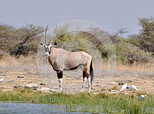 Gemsbok Antelope (Oryx gazella)