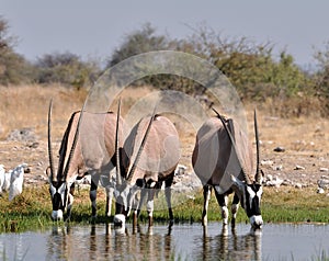 Gemsbok Antelope (Oryx gazella)