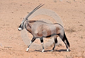 Gemsbok Antelope (Oryx gazella)