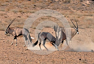 Gemsbok Antelope (Oryx gazella)