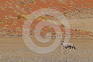 Gemsbok antelope (Oryx gazella)