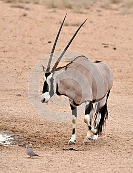 Gemsbok Antelope (Oryx gazella)