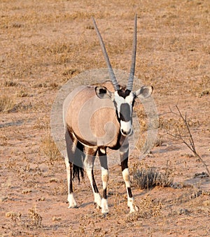 Gemsbok Antelope (Oryx gazella)