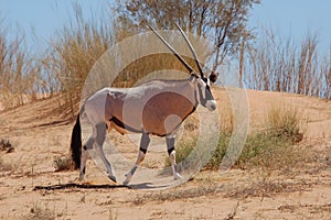 Gemsbok Antelope (Oryx gazella)