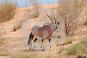 Gemsbok Antelope (Oryx gazella) photo
