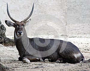 Gemsbok antelope Oryx gazella