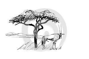 Gemsbok antelope Oryx gazella near a tree in africa. Hand drawn illustration