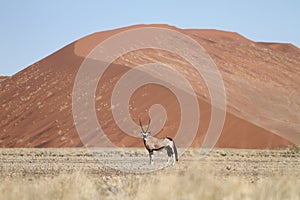 Gemsbok antelope (oryx), Sossusvlei, Namibia