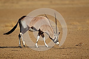 Gemsbok antelope and squirrel