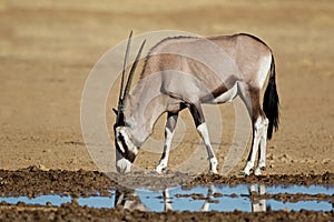 Gemsbok antelope at a waterhole