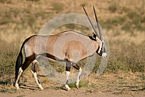 Gemsbok antelopes