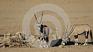 Gemsbok antelopes