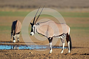 Gemsbok antelopes