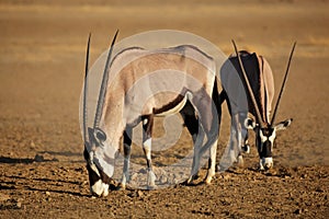 Gemsbok antelopes