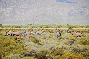 Gemsbok antelopes with calfs at South African bush